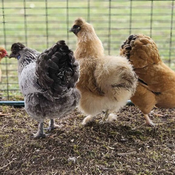 Entzückende Hühnerdamen